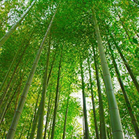 竹の成長と自然環境